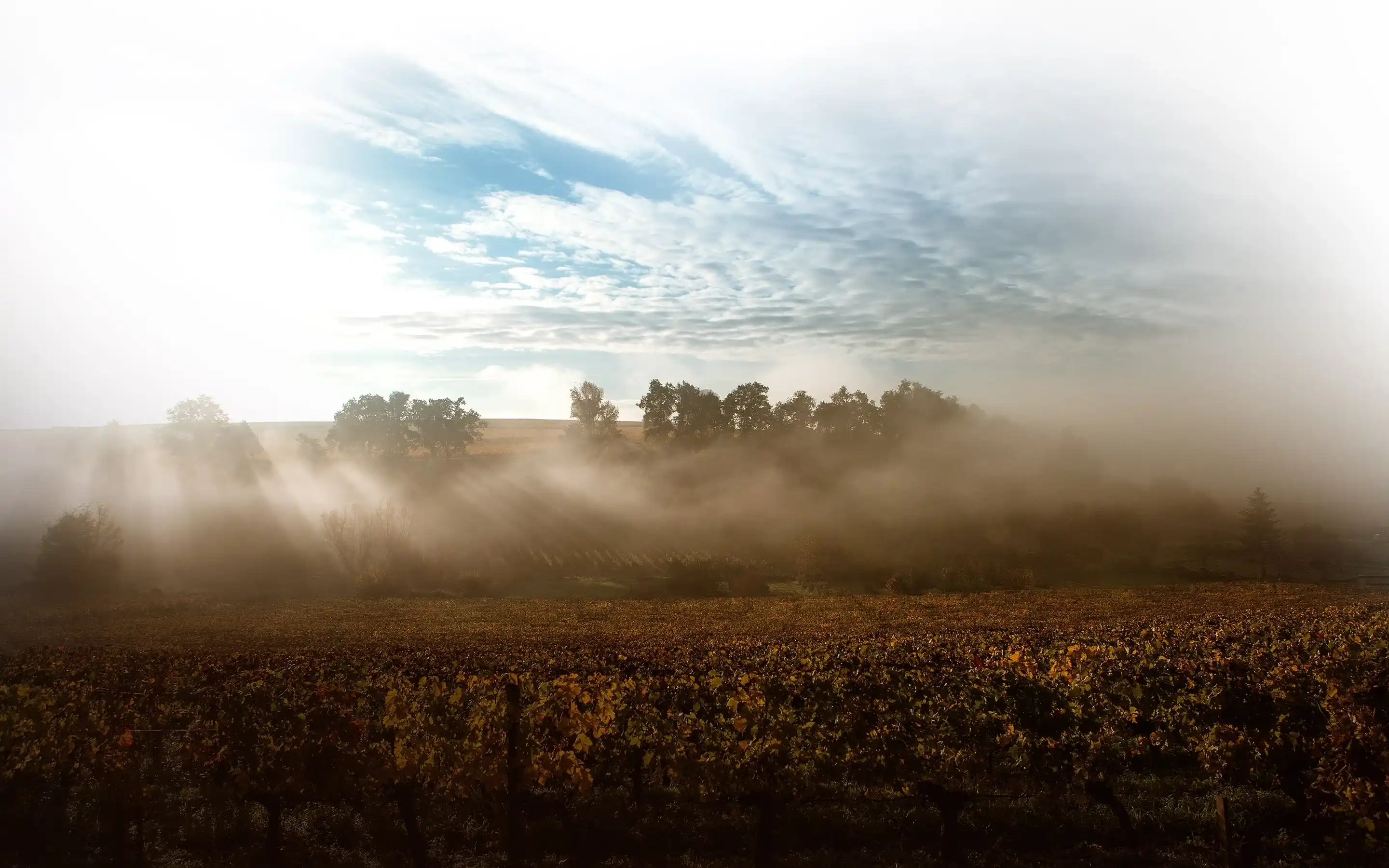 vignoble vauthier esprit