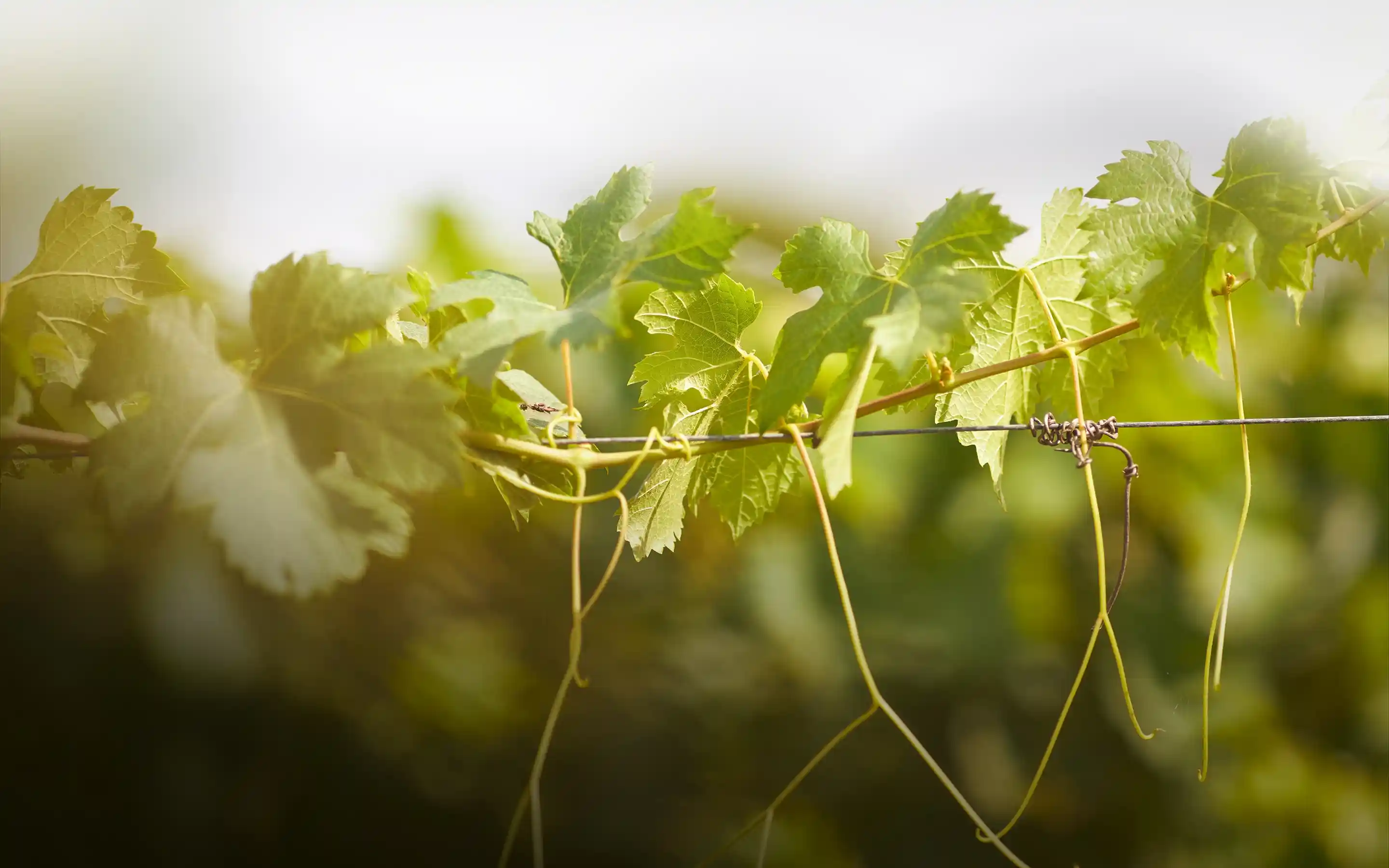 vignoble vauthier family