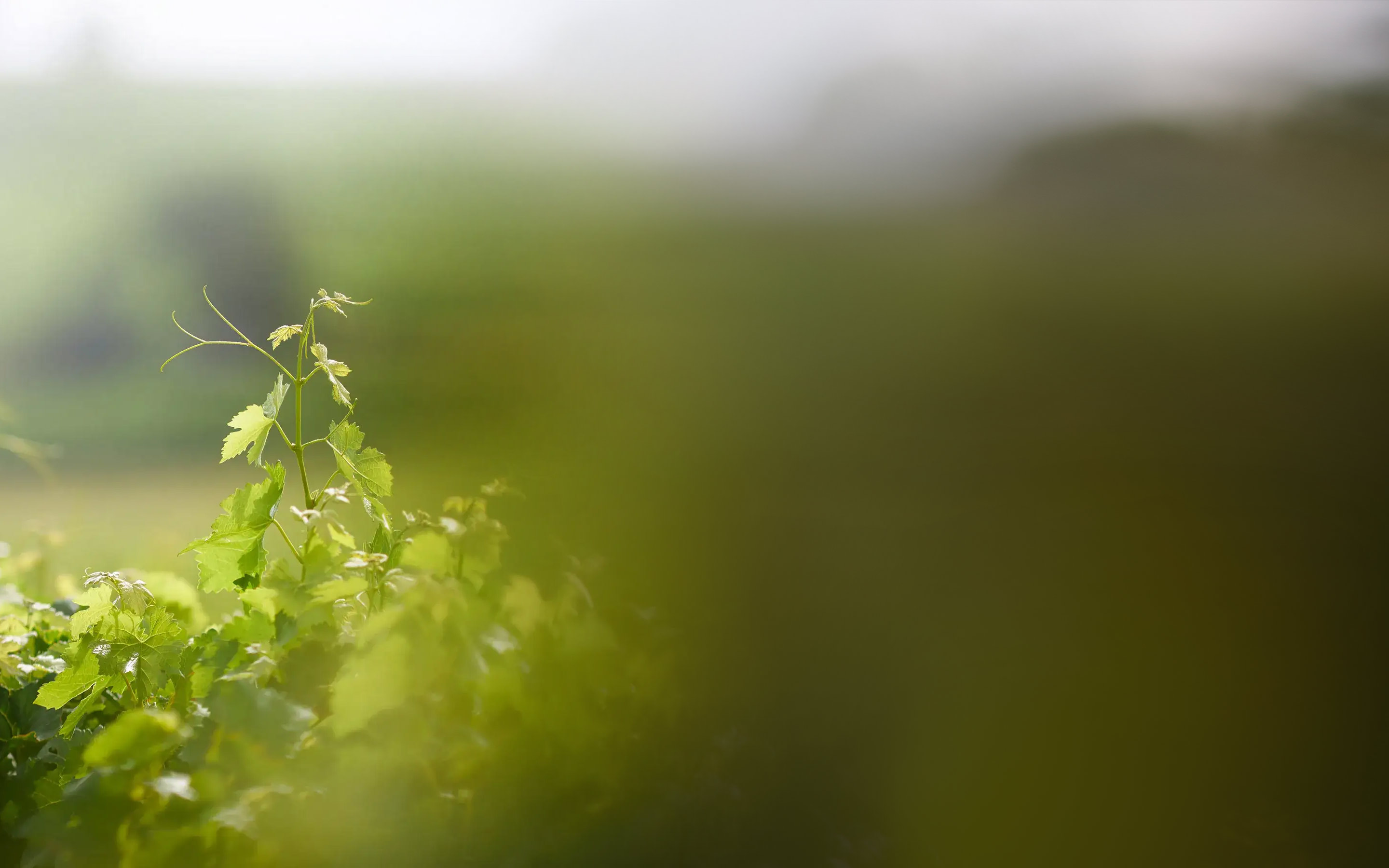 vignoble vauthier contact