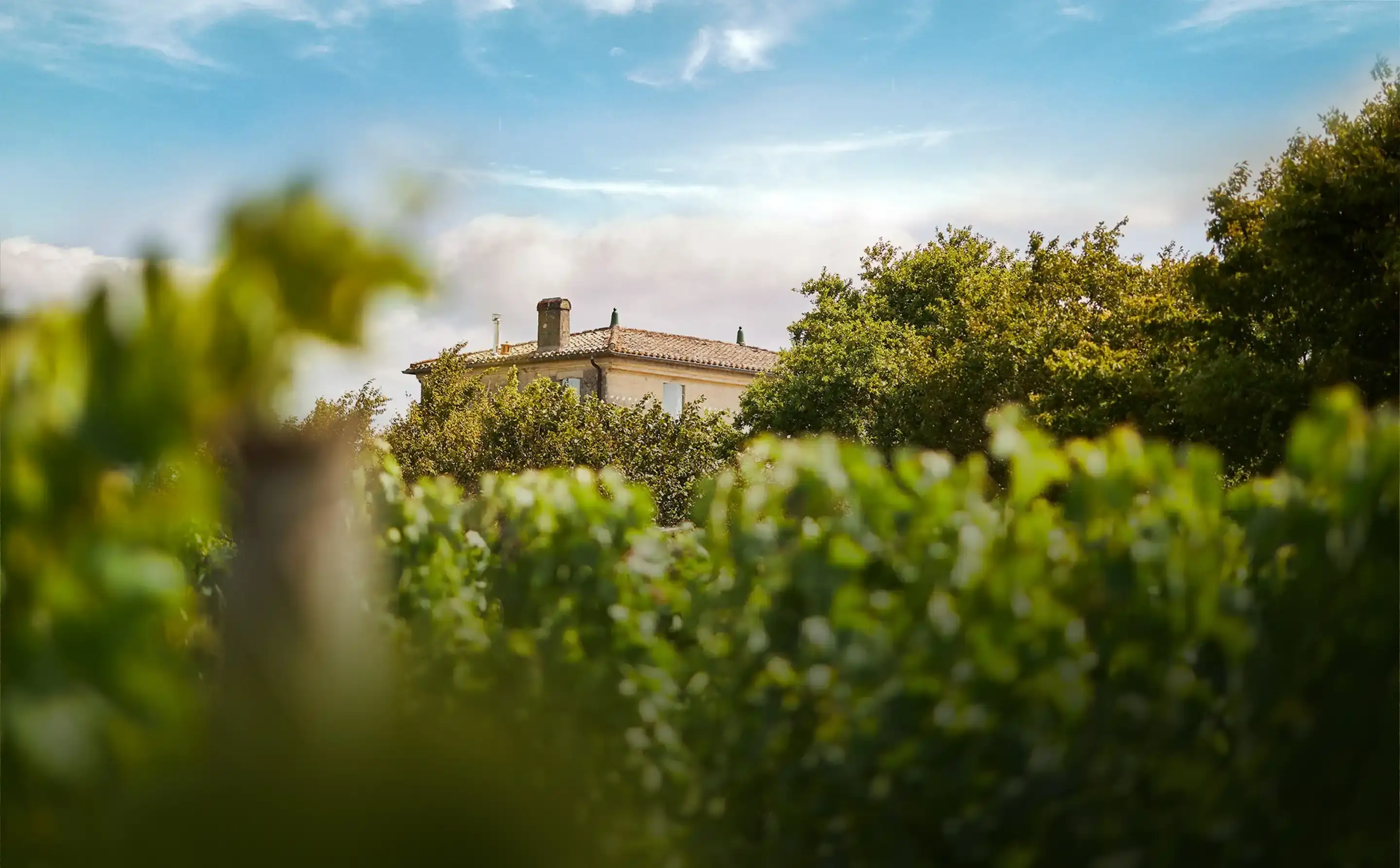 LES VINS