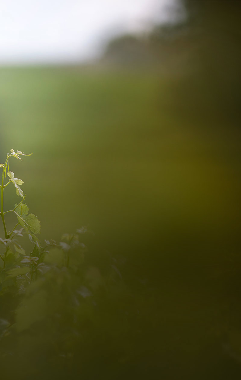 vignoble vauthier contact